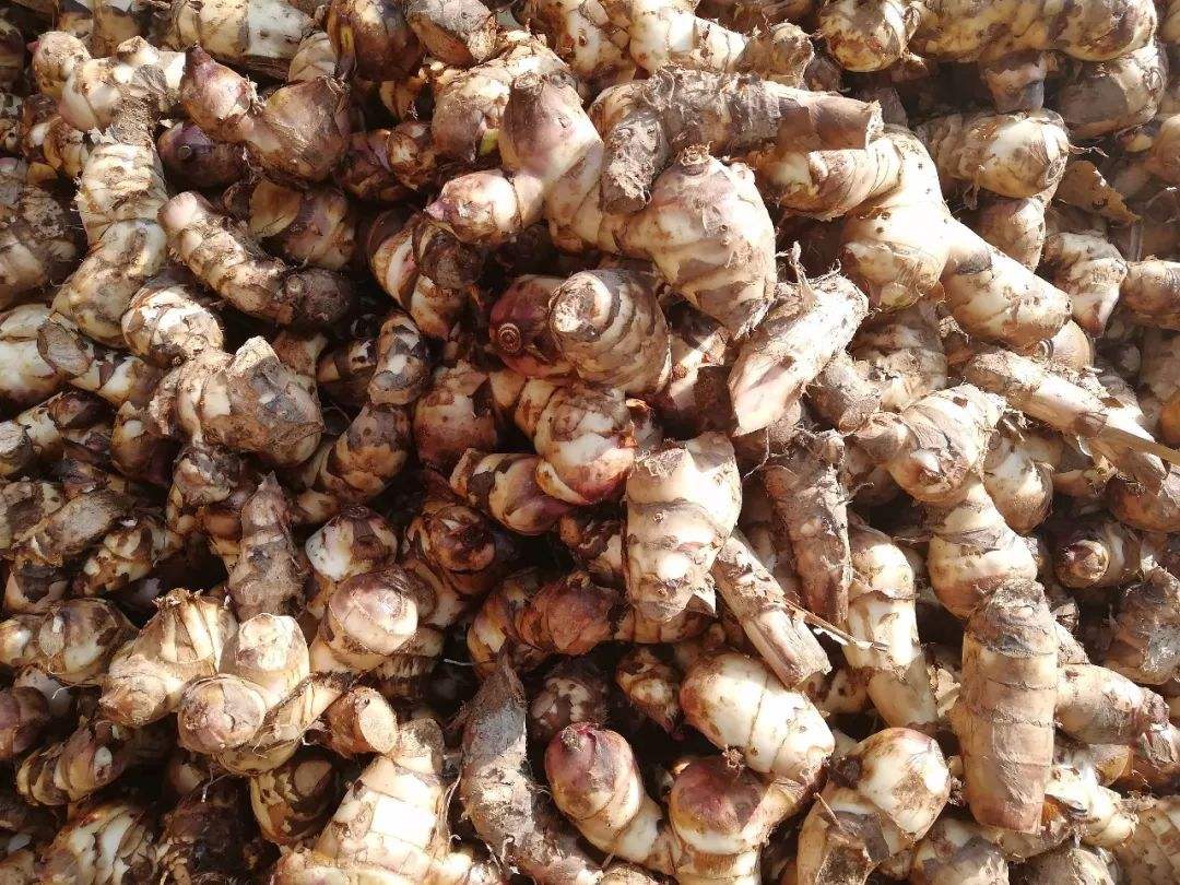 實(shí)用型芭蕉芋淀粉生產(chǎn)線(xiàn)
